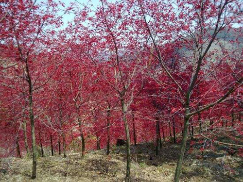 美國紅楓苗圃的特點(diǎn)